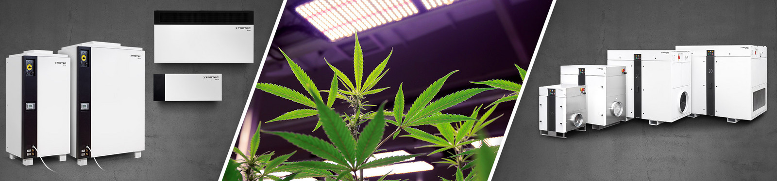 Climate-optimised cannabis production
