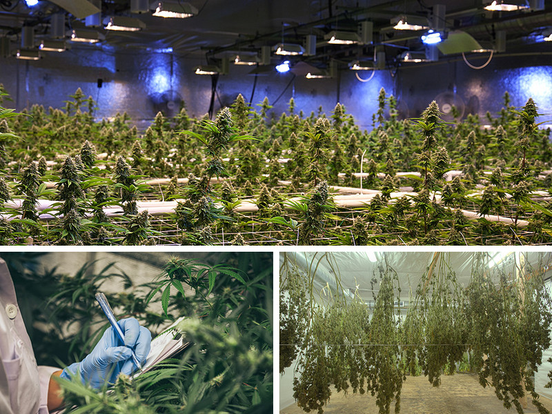 Indoor cannabis production