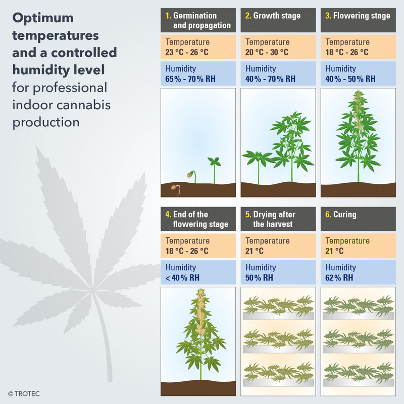 Optimum temperatures and a controlled humidity level for professional indoor cannabis production