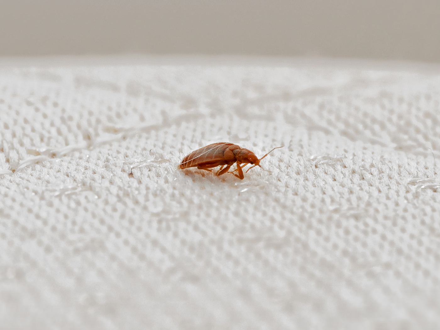 Small bed bugs – a major issue for any type of accommodation