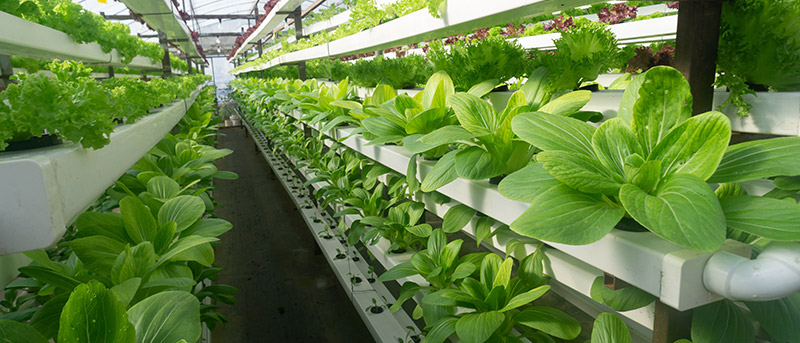 Vertical farming & indoor gardening with hydroponics-Trotec